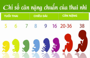 Cân nặng thai nhi theo tuần tuổi 2017