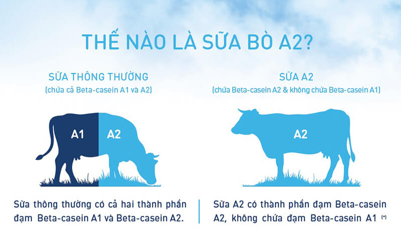 So sánh sữa A2 và các loại sữa thông thường về đạm Casein